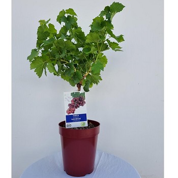 CV20 VIGNE (VITIS VINIFERA) POT COULEUR 