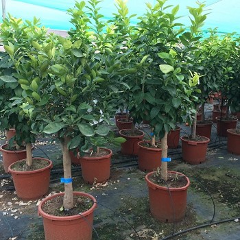AGR40 AGRUMES POT DE 35 LITRES 