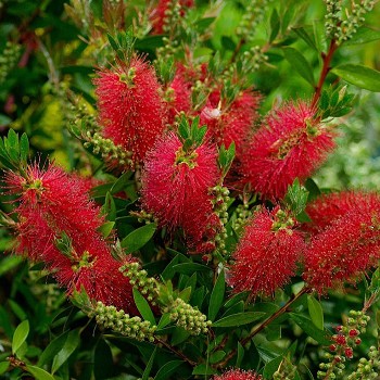 CA25 CALLISTEMON LAEVIS HAUTEUR 50/60CM