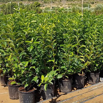 VL25 VIBURNUM LUCIDUM HAUTEUR 50/80CM