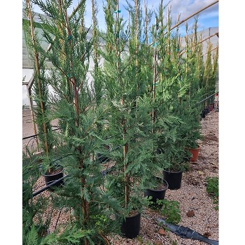 CL25 CUPRESSUS LEYLANDII HAUTEUR 140/160CM