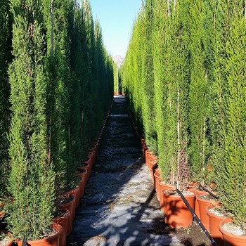 CP25 CUPRESSUS PYRAMIDALIS HAUTEUR 160/180CM