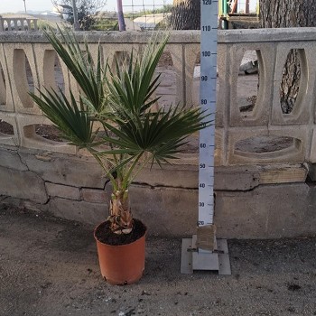 WR25 WASHINGTONIA ROBUSTA HAUTEUR 80/100CM