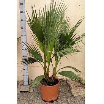WR25G WAHSINGTONIA ROBUSTA MULTITRONCS 
