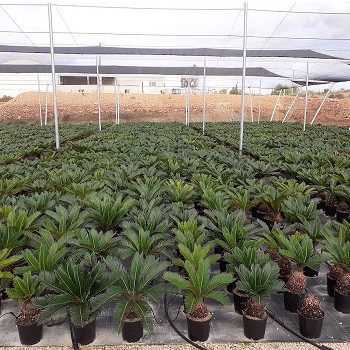 CY20 CYCAS REVOLUTA HAUTEUR 40/50CM