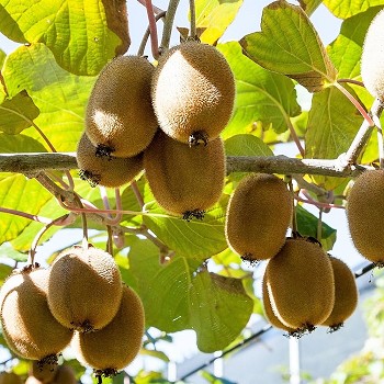 ACT19 KIWI HAUTEUR 150/175CM (ACTINIDIA CHINENSIS)