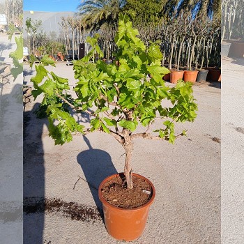 CV30 VIGNE (VITIS VINIFERA) POT DE 15 LITRES