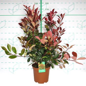 PH18 PHOTINIA FRASERI RED ROBIN HAUTEUR 40/50CM