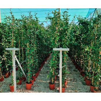 LC17 LONICERA CHÈVREFEUILLE HAUTEUR 150/175CM