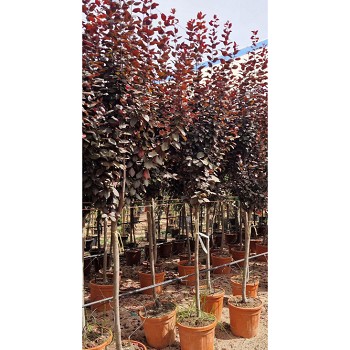 PP37 PRUNUS PISSARDII POT DE 25 LITRES