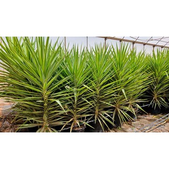 Y25 YUCCA HAUTEUR 70/90CM