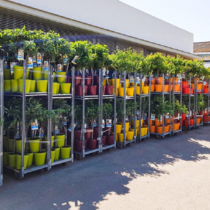 Une superbe sélection d'arbres fruitiers, d'agrumes et de plantes ornementales 
