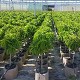 Viveros 3 : AFNANO ARBRES FRUITIERS NAIN POT COULEUR