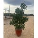 Viveros 3 : CA25 CALLISTEMON LAEVIS HAUTEUR 50/60CM