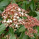 Viveros 3 : VL25 VIBURNUM LUCIDUM HAUTEUR 50/80CM