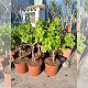 Viveros 3 : CV30 VIGNE (VITIS VINIFERA) POT DE 15 LITRES