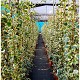 Viveros 3 : HL17 LIERRE HEDERA HAUTEUR 100/120CM