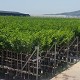 Viveros 3 : AF19 ARBRES FRUITIERS HAUTEUR 120/140CM