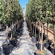 Viveros 3 : AF44 ARBRES FRUITIERS HAUTEUR 160/180CM