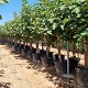 Viveros 3 : F60 FIGUIER HAUTEUR 180/220CM