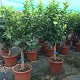 Viveros 3 : AGR40 AGRUMES POT DE 35 LITRES 