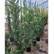 Viveros 3 : CL25 CUPRESSUS LEYLANDII HAUTEUR 140/160CM