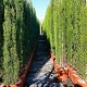 Viveros 3 : CP25 CUPRESSUS PYRAMIDALIS HAUTEUR 160/180CM