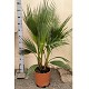 Viveros 3 : WR25G WAHSINGTONIA ROBUSTA MULTITRONCS 