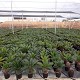 Viveros 3 : CY20 CYCAS REVOLUTA HAUTEUR 40/50CM