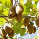 Viveros 3 : ACT19 KIWI HAUTEUR 150/175CM (ACTINIDIA CHINENSIS)