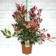 Viveros 3 : PH25 PHOTINIA FRASERI RED ROBIN HAUTEUR 80/100CM