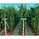 Viveros 3 : LC17 LONICERA CHÈVREFEUILLE HAUTEUR 150/175CM