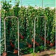 Viveros 3 : HL17 LIERRE HEDERA HAUTEUR 100/120CM