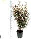 Viveros 3 : EE25 ELEAGNUS EBBINGEI HAUTEUR 80/100CM