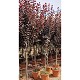 Viveros 3 : PP37 PRUNUS PISSARDII POT DE 25 LITRES