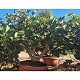 Viveros 3 : FC30 FIGUIER COUPE HAUTEUR 125/150CM