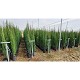 Viveros 3 : CP25 180/200 CUPRESSUS PYRAMIDALIS H. 180/200CM