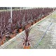 Viveros 3 : CFB25 CORDYLINE FESTIVAL BURGUNDY POT DE 10 LITRES