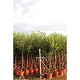 Viveros 3 : AF30 ARBRES FRUITIERS HAUTEUR 160/180CM POT DE 15L