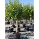 Viveros 3 : AF56 ARBRES FRUITIERS HAUTEUR 180/200CM POT DE 70L