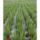 Viveros 3 : RO23 ROMARIN OFFICINALIS POT DE 5 LITRES 