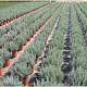 Viveros 3 : LA23 LAVANDE ANGUSTIFOLIA VERA POT DE 5 LITRES 
