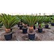 Viveros 3 : CY44 CYCAS REVOLUTA POT DE 35 LITRES 