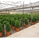 Viveros 3 : EJ37 EUONYMUS JAPONICA POT DE 25 LITRES