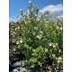 Viveros 3 : HS30 HIBISCUS SYRIACUS POT DE 30 LITRES 
