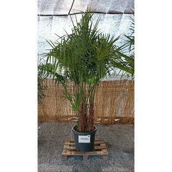 TFM45OP TRACHYCARPUS MULTITRONCS H. 175/200 70L