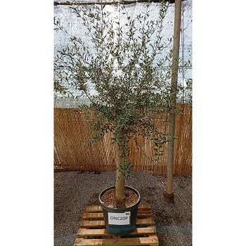 ONC20P OLIVIER 20/25 DE TRONC POT DE 35 LITRES