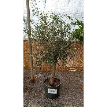 ONC30P OLIVIER 30/40 DE TRONC POT DE 70 LITRES