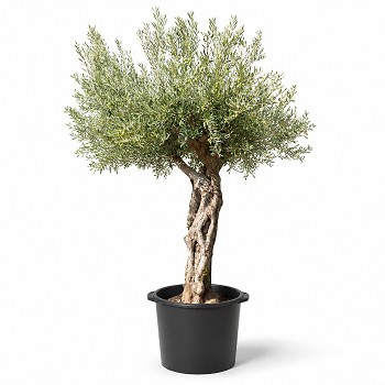 ONC50 OLIVIER 50/60 DE TRONC POT DE 230 LITRES