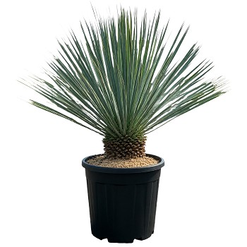 YRT15 YUCCA ROSTRATA TRONC DE 15/20 POT DE 25 L